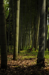 竹林