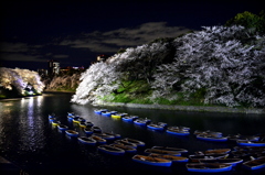 千鳥ヶ淵の桜
