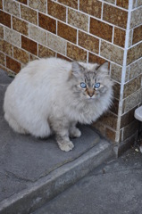Pearl Blue