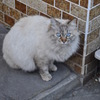 Pearl Blue