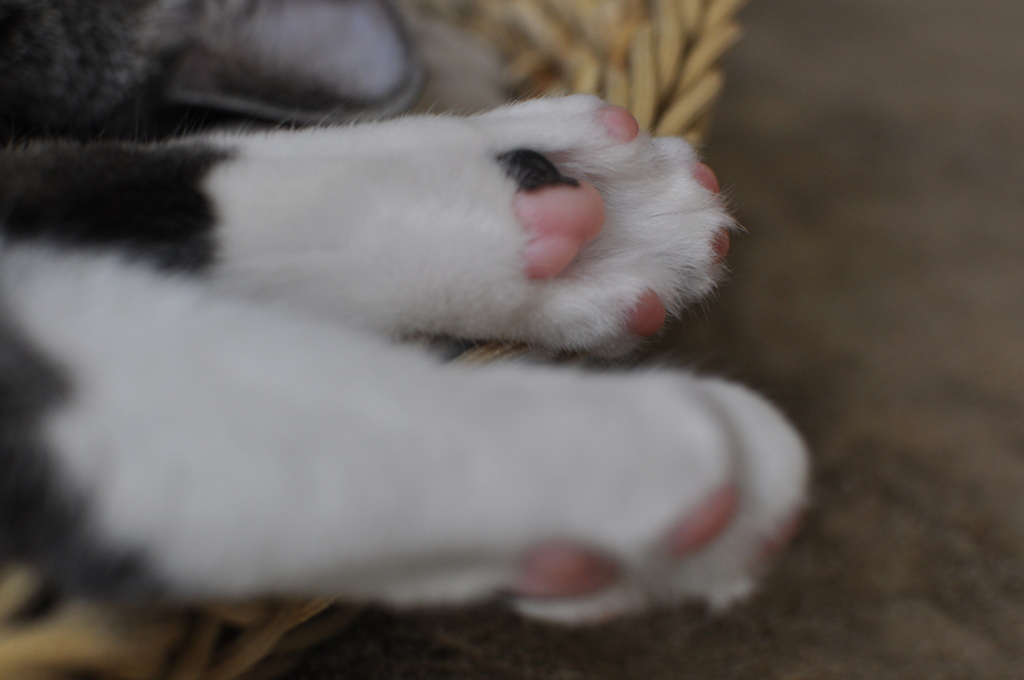 しなやかさの秘密