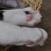 しなやかさの秘密