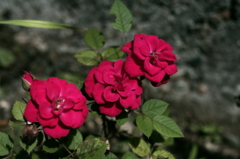 3.2
