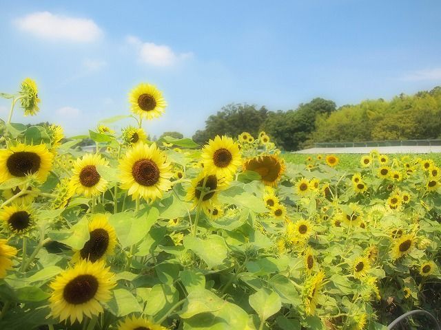 太陽がいっぱい