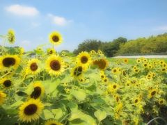 太陽がいっぱい