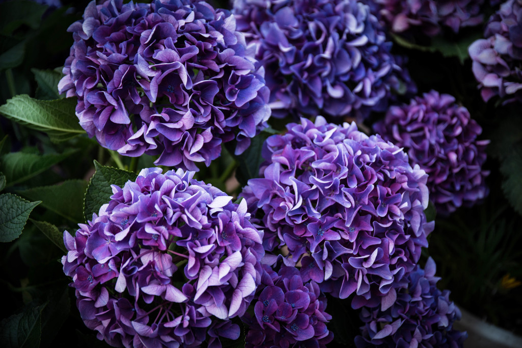 紫陽花