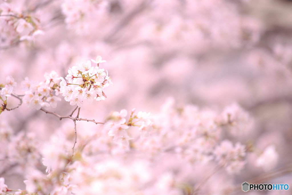 sakura3