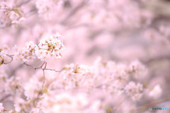 sakura3