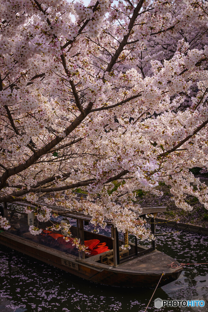 桜塗れ