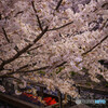 桜塗れ