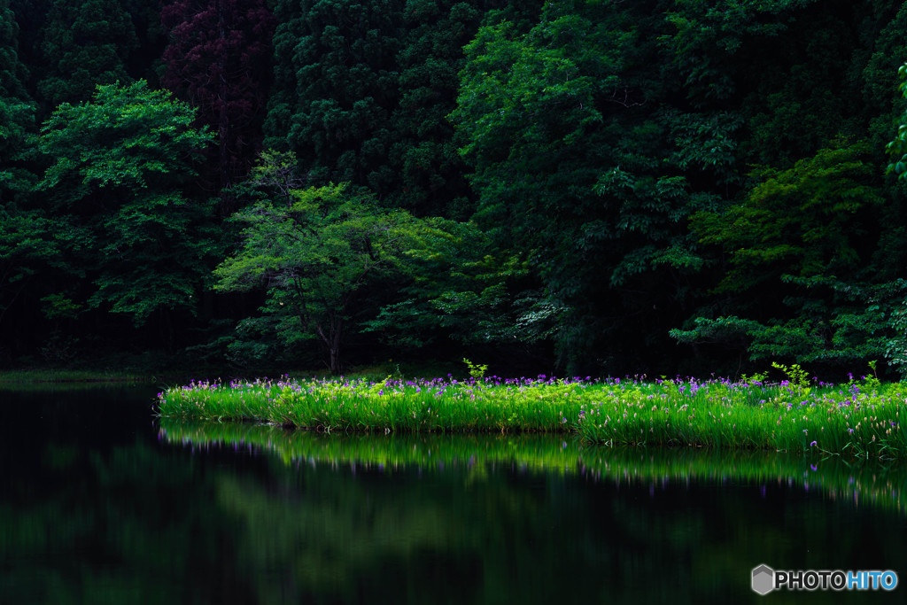 燕子花
