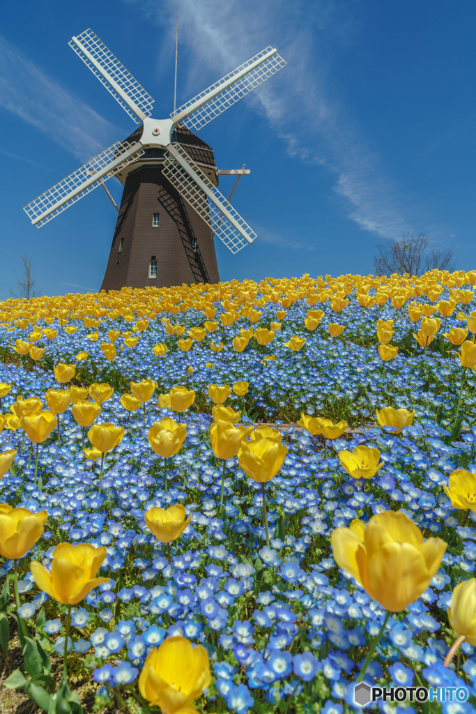 オランダ風