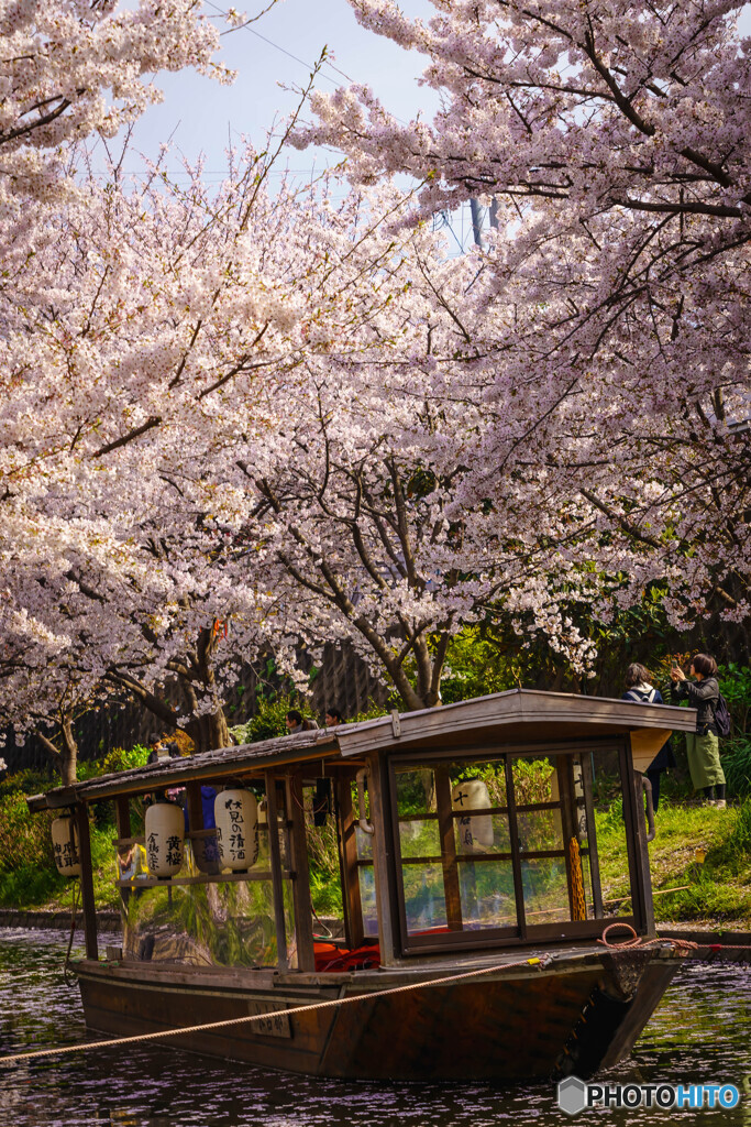 賑わいの桜