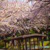 賑わいの桜