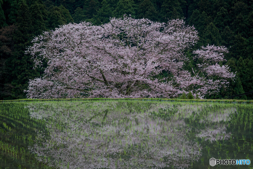 水田