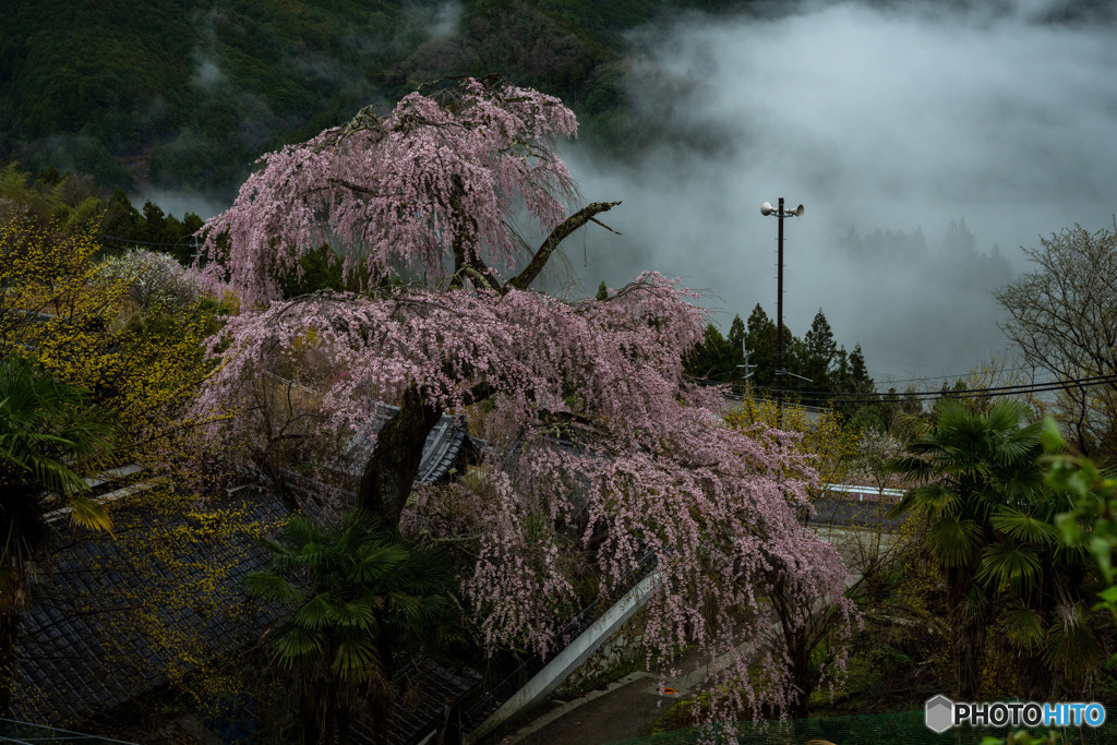 雨の桜