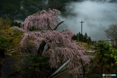 雨の桜