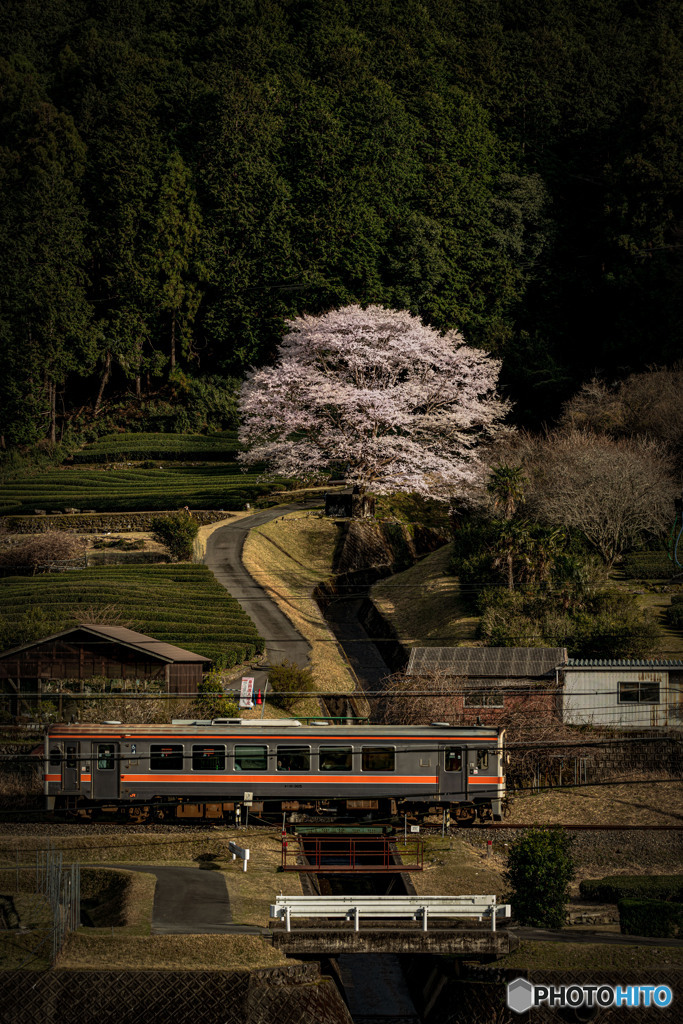 桜