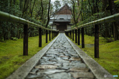 高桐院「雨」