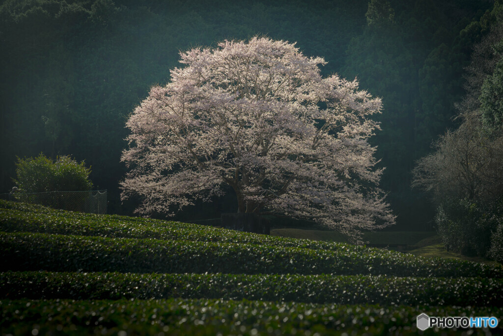 茶畑の薄墨桜