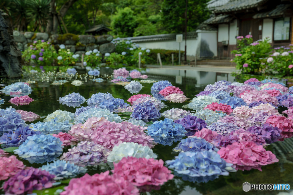 久安寺の紫陽花