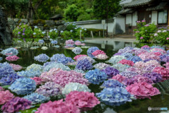 久安寺の紫陽花