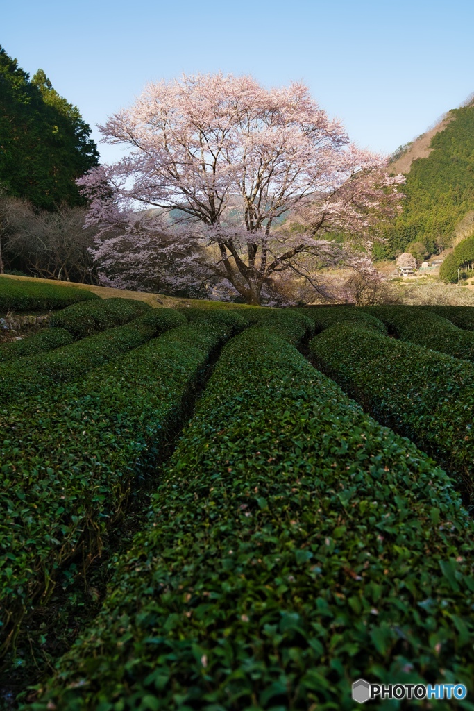 桜