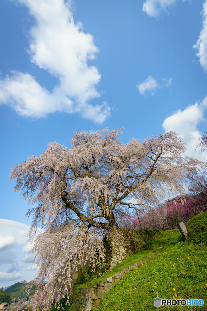 又兵衛桜２
