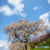 又兵衛桜２
