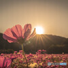夕焼け秋桜
