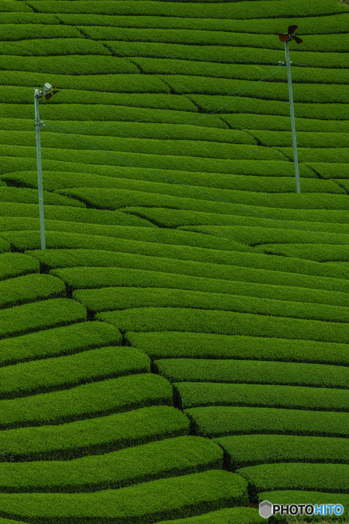 宇治茶