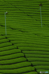 宇治茶