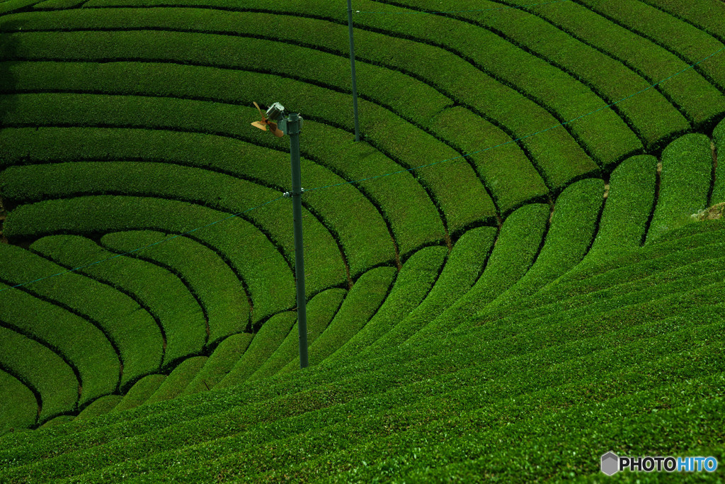円形茶畑