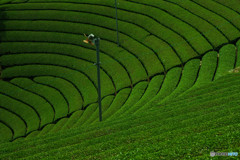 円形茶畑