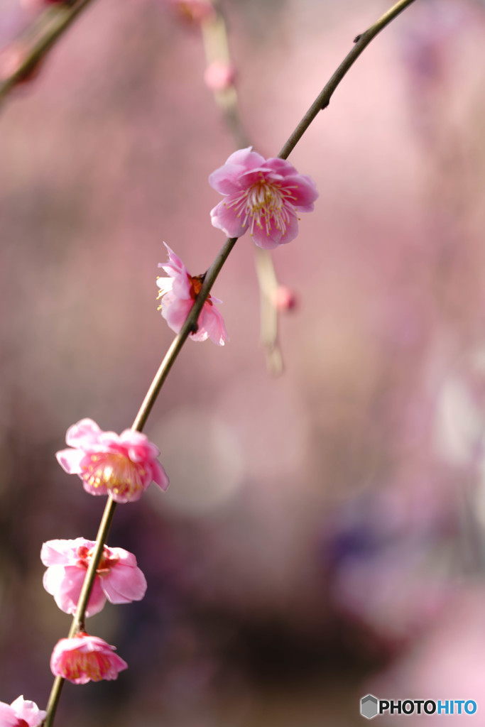 春色の始まり