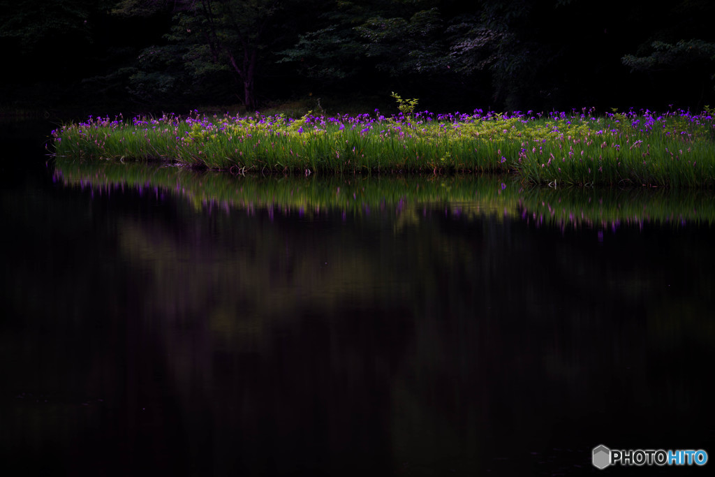 浮く燕子花