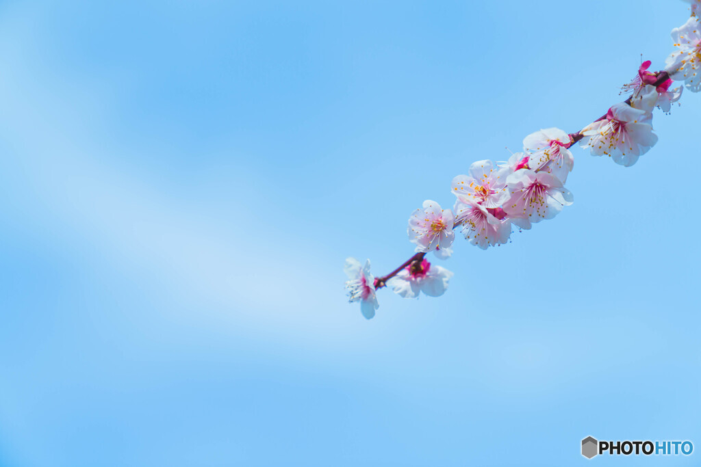HARU