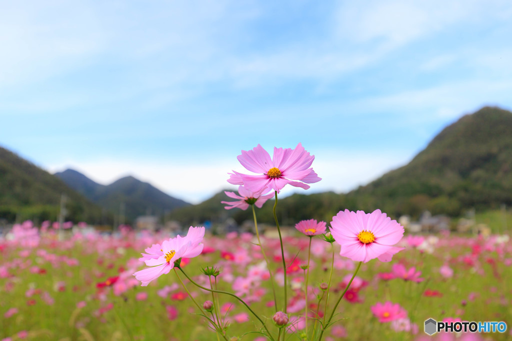 三姉妹