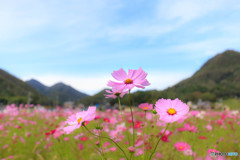 三姉妹