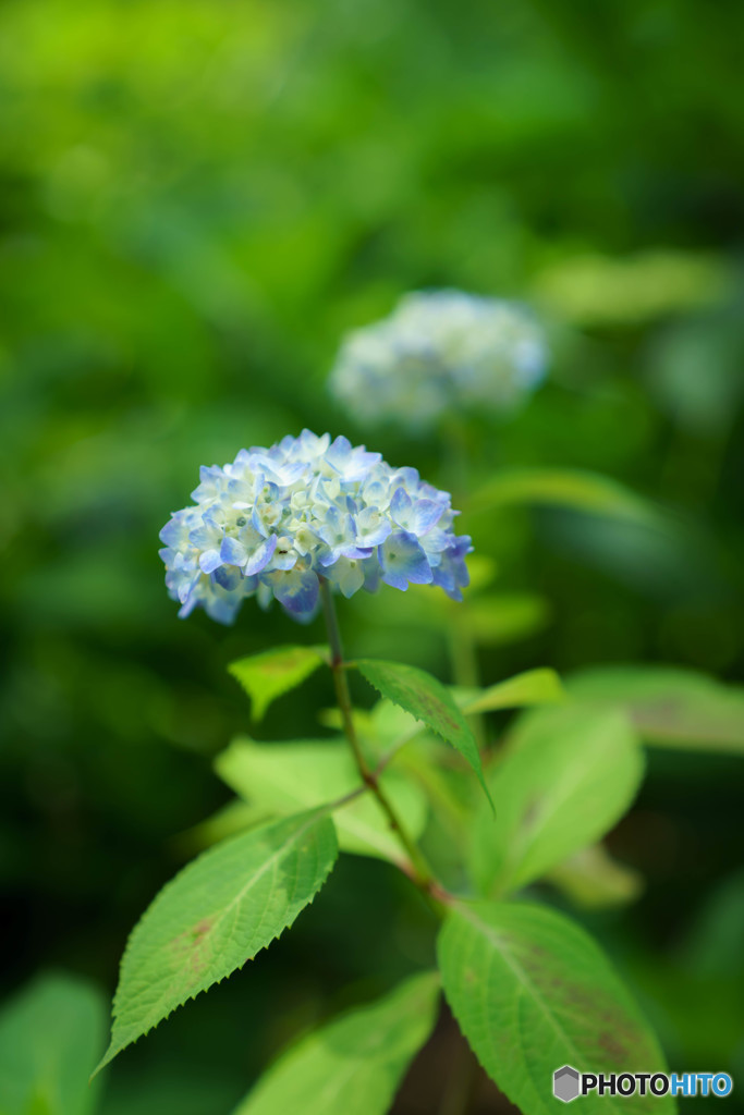 紫陽花