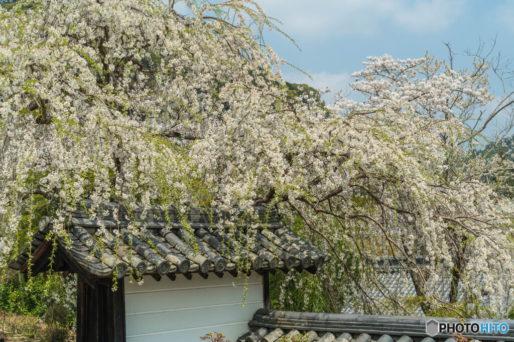 ちょい葉桜