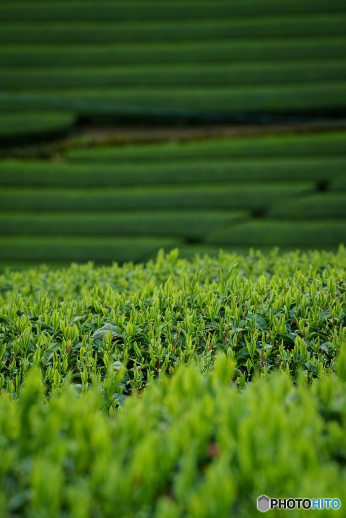 新茶