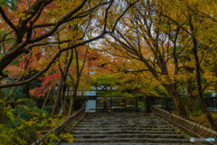 晩秋「龍安寺」