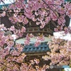 河津桜