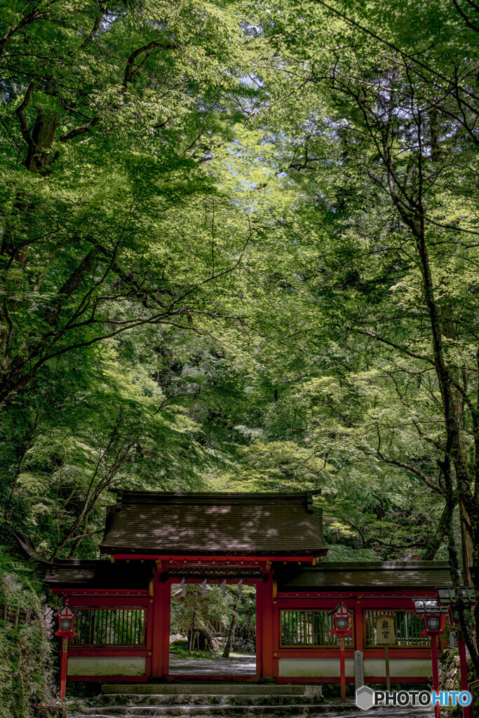 貴船の深緑