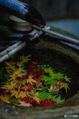 手水鉢の中の秋