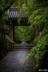 雨の光明寺