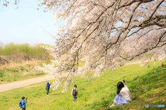 SAKURA・撮る