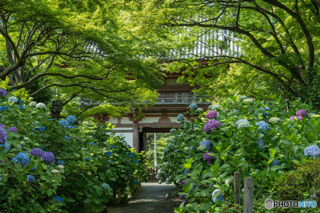 紫陽花小径