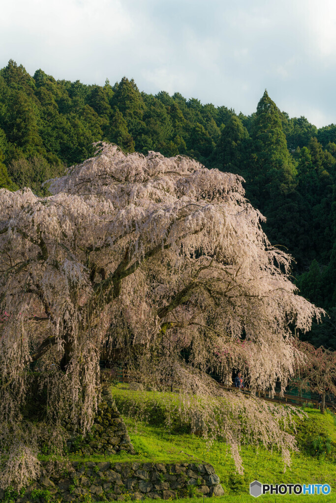 又兵衛桜